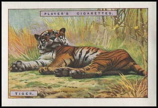 24PNH1 12 Tiger.jpg